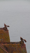 SX08784 Dragons on top of roof of Newquay house.jpg